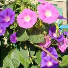 337pcs Dawn Flower Seeds, Suitable For Home Garden Decoration, Easy To Grow - 337 - View 2