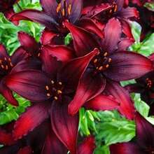 100seeds/Pack  Black Lily Seeds - 100seeds/Pack - View 1