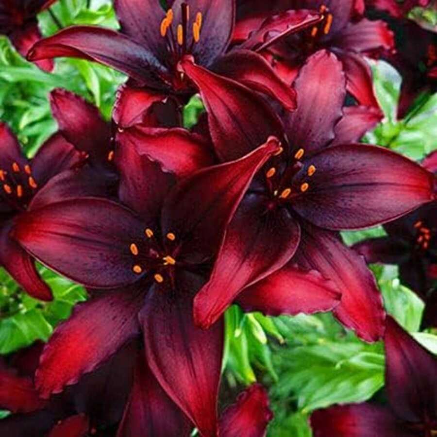 100seeds/Pack  Black Lily Seeds - 100seeds/Pack - View 1