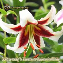 1 Beverly's Dream Oriental Lily - Lily Bulb Seeds, Seedlings, Flowers - Garden Friendly, Easy To Grow - 紅色 - 查看 10