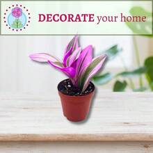 Garden Lovers BubbleBlooms Pink Tradescantia Nanouk, Variegated Wandering , Rare 2 Inch Small Mini Pixie Plant 120 PCS Seeds - 120 PCS Seeds - View 2