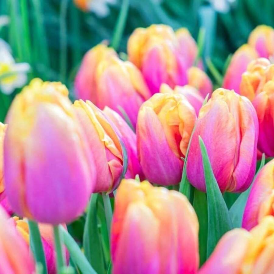 Pink Tulip Seeds With High Germination Rate, Suitable (Packaged Seeds) Easy To Grow, A Gift For Loved Ones, Or Self Planting - Perennial Wers - 10個燈泡 - 查看 1
