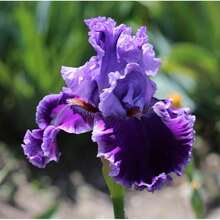 50 PIECES IRIS Bloom Rare Exotic Plant Flower Garden FOR Germination Women's Clothing - 1 - 查看 8