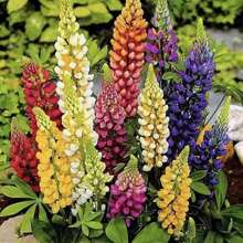 Samen Lupine Russell Variety Mix, Flores de jardín hermosas, extraídas por el Reino de las Semillas, 1000/2000 Semillas Flores para exteriores Plantas Jardinería Naturaleza