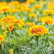 200 Pieces Of French Yellow Flower Seeds - Vibrant Flowers, Easy To Grow, Perfect For Gardens, Containers, And Natural Insect Protection