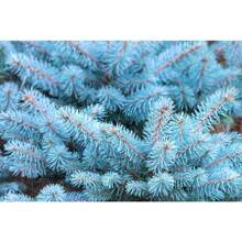50 Colorado Blue Picea Pungens Glauca Weihnachtsbäume Sier Cedar Immergrüne Baumsamen