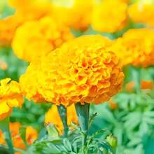 200 Pieces Of French Yellow Flower Seeds - Vibrant Flowers, Easy To Grow, Perfect For Gardens, Containers, And Natural Insect Protection