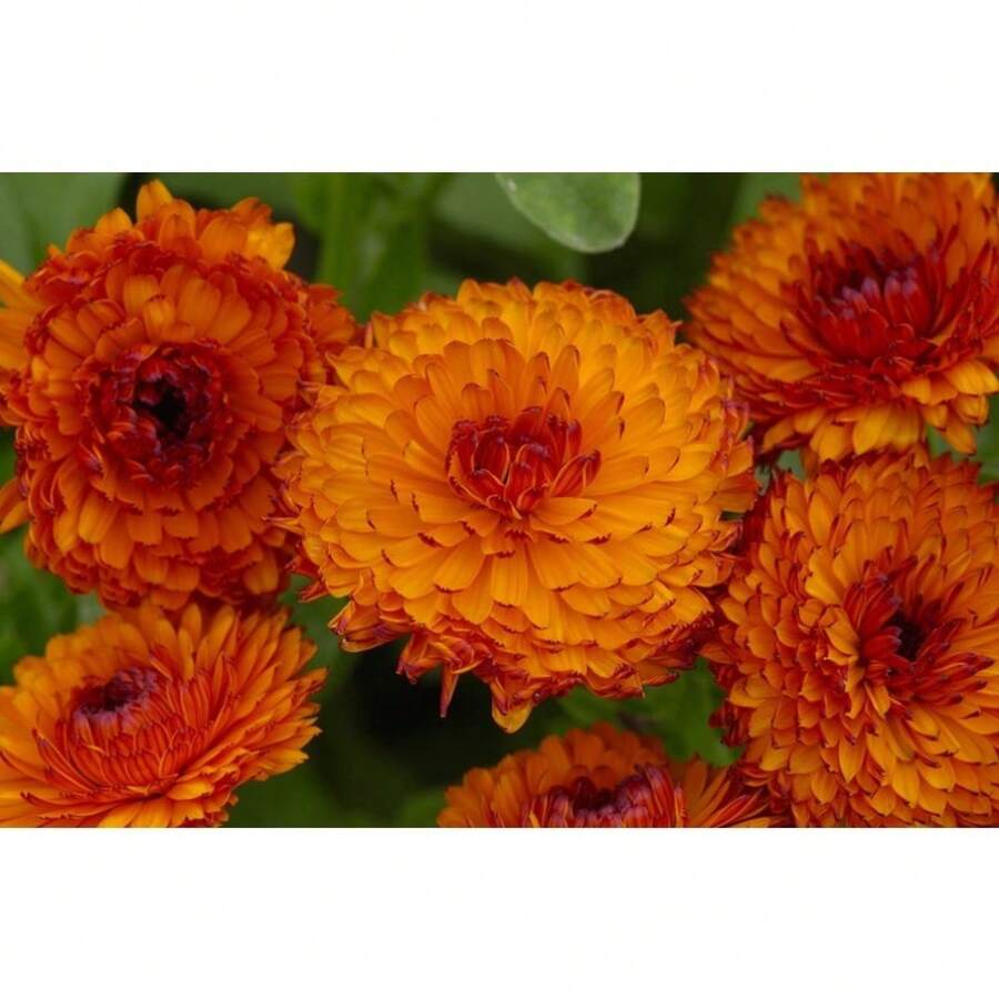 Higher Quality - 50 Marigold Neon Flower Seeds