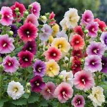 100 Mother-In-Law Flowers Seeds - Carnival Mix Giant Malva Double Mother-In-Law Flowers Seeds - Versatile Home Garden Flower - Pink Yellow White Mix - 種子 - 查看 1