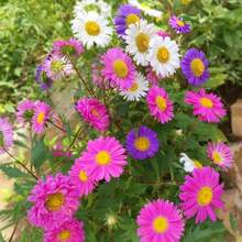 240 Pieces Of Perennial Pyrethrum Tanacetum Chrysanthemum - Fresh Mixed Color Marigold Seeds - 240 - View 2
