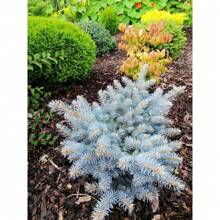 50 Colorado Blue Picea Pungens Glauca Weihnachtsbäume Sier Cedar Immergrüne Baumsamen