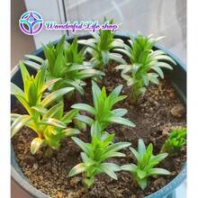 1 Beverly's Dream Oriental Lily - Lily Bulb Seeds, Seedlings, Flowers - Garden Friendly, Easy To Grow - 紅色 - 查看 9