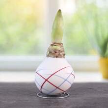 Perfect Daffodils, Real Flowers - Needs Sunlight, 1 Bulb