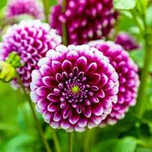 Rapidly Growing Dahlia Labyrinth Flower Seeds, Exotic Mix 150/550 Seeds - Made In The USA - 550 - 查看 6