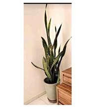 Plant Cages & Supports - Orange - View 7