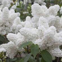 Rapidly Growing Syringa Reticulata - Japanese Tree Purple 30 Seeds White Angel Eye Eye-Catching Landscaping Plant Privacy Screen Fragrant Native Wildflower Beijing Syringa Pekinensis