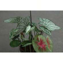 Together Seed Pack Pot Decorative Flower Seeds Two-Tone Kadimi Flower Seeds Outdoor Flowers Plants Gardening Nature - 300 - 查看 6