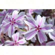 100 Pieces Of Seeds Cherry Blossom Seeds - 100 Pcs Seeds - View 5