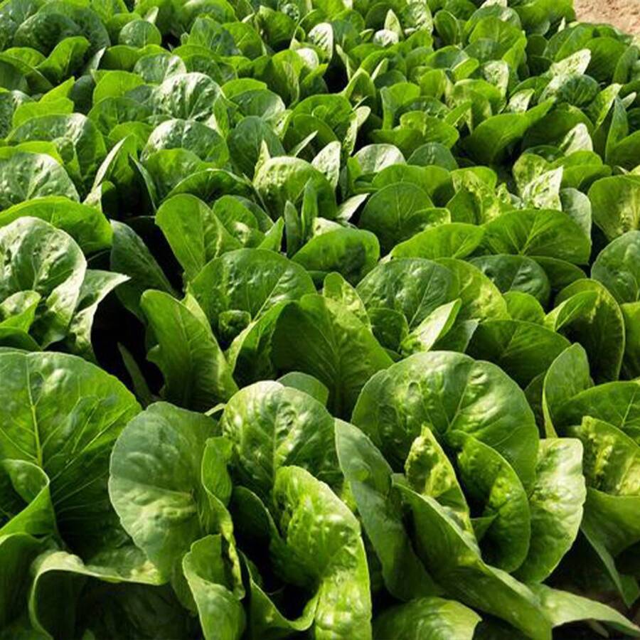 Peacock Vegetable Seeds Roman Salad Seeds Four Seasons Salad Vegetable Seeds Four Seasons Planting Cold-Resistant Balcony Pot Vegetables 3000 Seeds