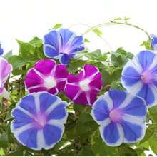 337pcs Dawn Flower Seeds, Suitable For Home Garden Decoration, Easy To Grow - 337 - View 3