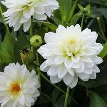 200 Pieces Of Calla Lily White Variety, Suitable For Planting
