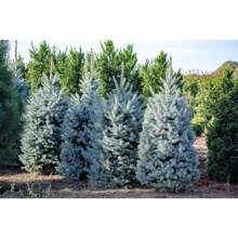 50 Colorado Blue Picea Pungens Glauca Weihnachtsbäume Sier Cedar Immergrüne Baumsamen