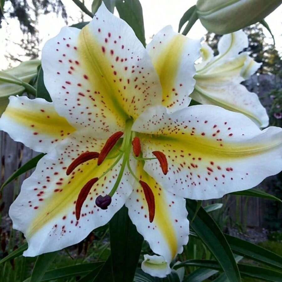 200 Pieces Heirloom Designer Lily Garden Seeds Aromatic Flower Plants, Beautiful Flowers - 200 - 查看 1