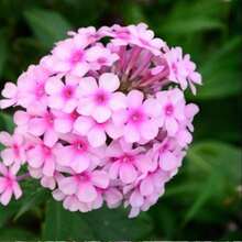 100 Pieces Of Seeds Cherry Blossom Seeds - 100 Pcs Seeds - View 3