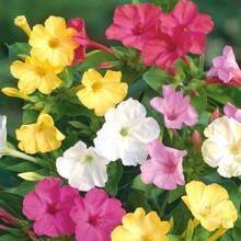 Mirabilis jalapa gemischte Samen. Erstaunliche Hausgartenblumen, gentechnikfreies Erbstückgarten, dichte Blüten, geeignet für Garten oder Topf, einfach zu züchten, tolles Garten Geschenk