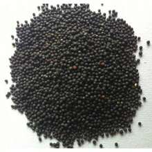 Rapidly Growing Syringa Reticulata - Japanese Tree Purple 30 Seeds White Angel Eye Eye-Catching Landscaping Plant Privacy Screen Fragrant Native Wildflower Beijing Syringa Pekinensis