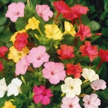 Mirabilis jalapa gemischte Samen. Erstaunliche Hausgartenblumen, gentechnikfreies Erbstückgarten, dichte Blüten, geeignet für Garten oder Topf, einfach zu züchten, tolles Garten Geschenk