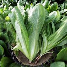 Peacock Vegetable Seeds Roman Salad Seeds Four Seasons Salad Vegetable Seeds Four Seasons Planting Cold-Resistant Balcony Pot Vegetables 3000 Seeds