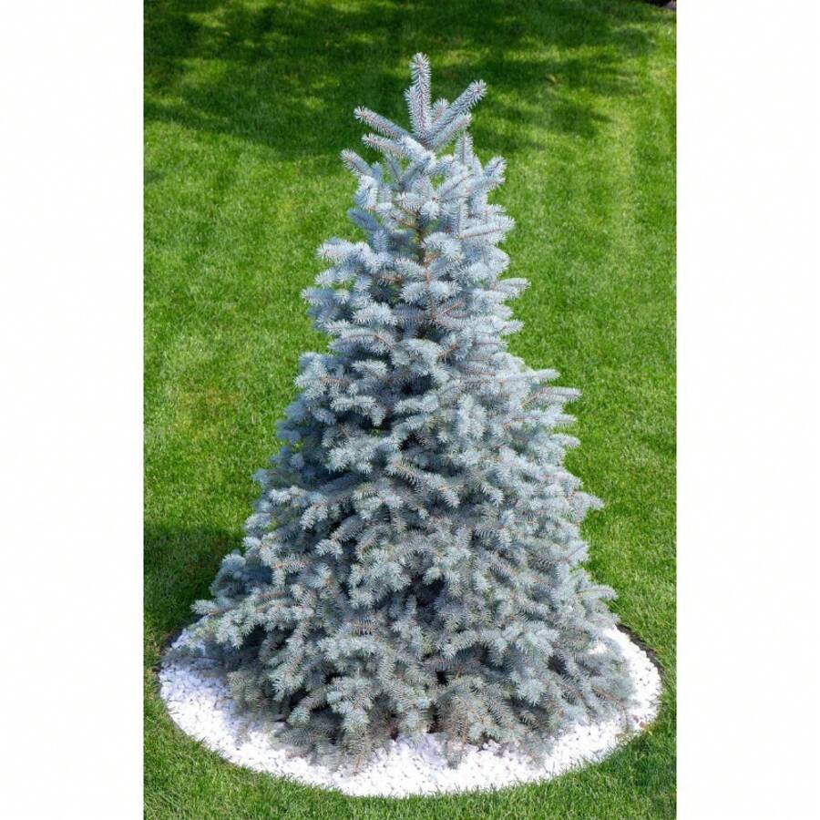 50 Colorado Blue Picea Pungens Glauca Weihnachtsbäume Sier Cedar Immergrüne Baumsamen