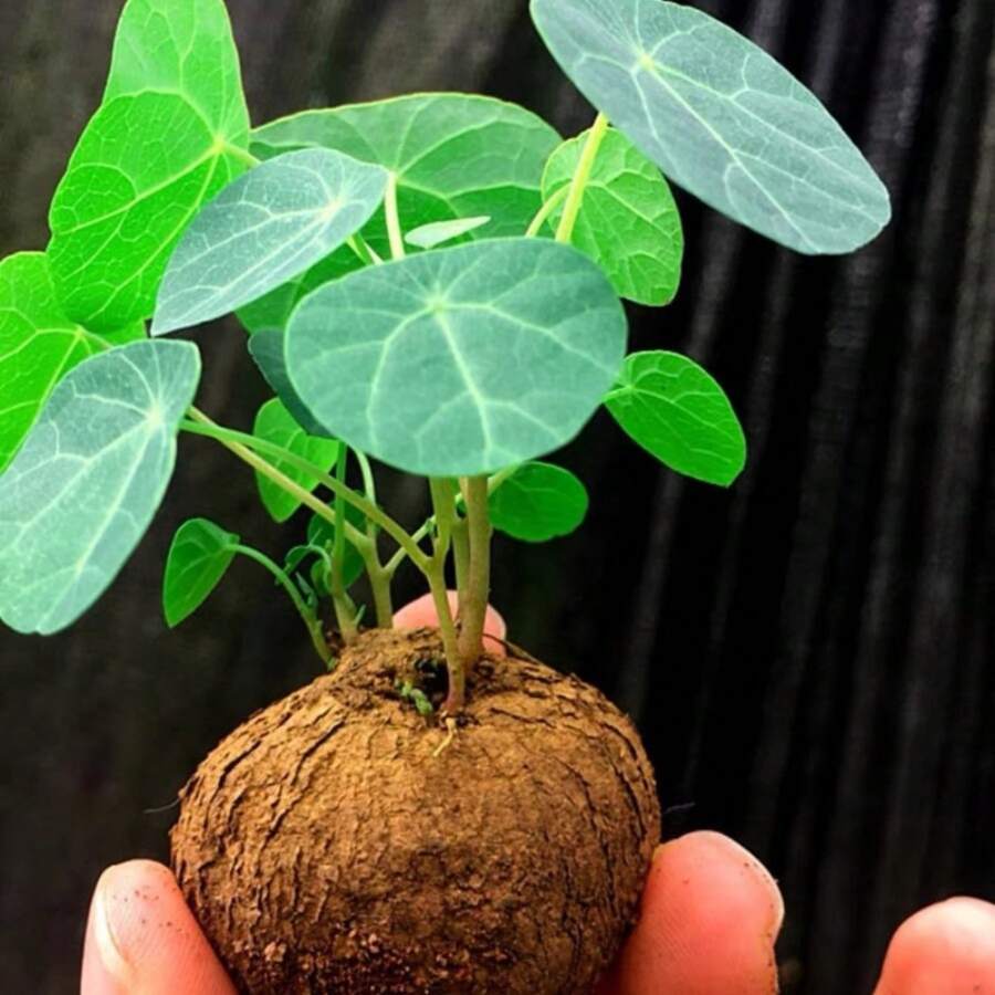 Small Stephanie Supports Seeds Set Suitable For Soil Hydroponics, Professional Planting, Gardening And Landscaping, Beautifies The Environment, Various Succulents - 300 - 查看 1