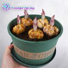 1 Beverly's Dream Oriental Lily - Lily Bulb Seeds, Seedlings, Flowers - Garden Friendly, Easy To Grow - 紅色 - 查看 4