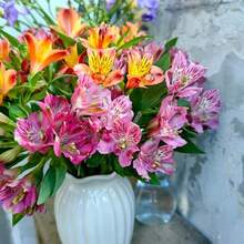 100 Mixed Alstroemeria Seeds Peruvian Lily Versatile - Variant1 - View 5
