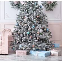 50 Colorado Blue Picea Pungens Glauca Weihnachtsbäume Sier Cedar Immergrüne Baumsamen