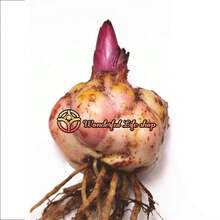 1 Beverly's Dream Oriental Lily - Lily Bulb Seeds, Seedlings, Flowers - Garden Friendly, Easy To Grow - 紅色 - 查看 8