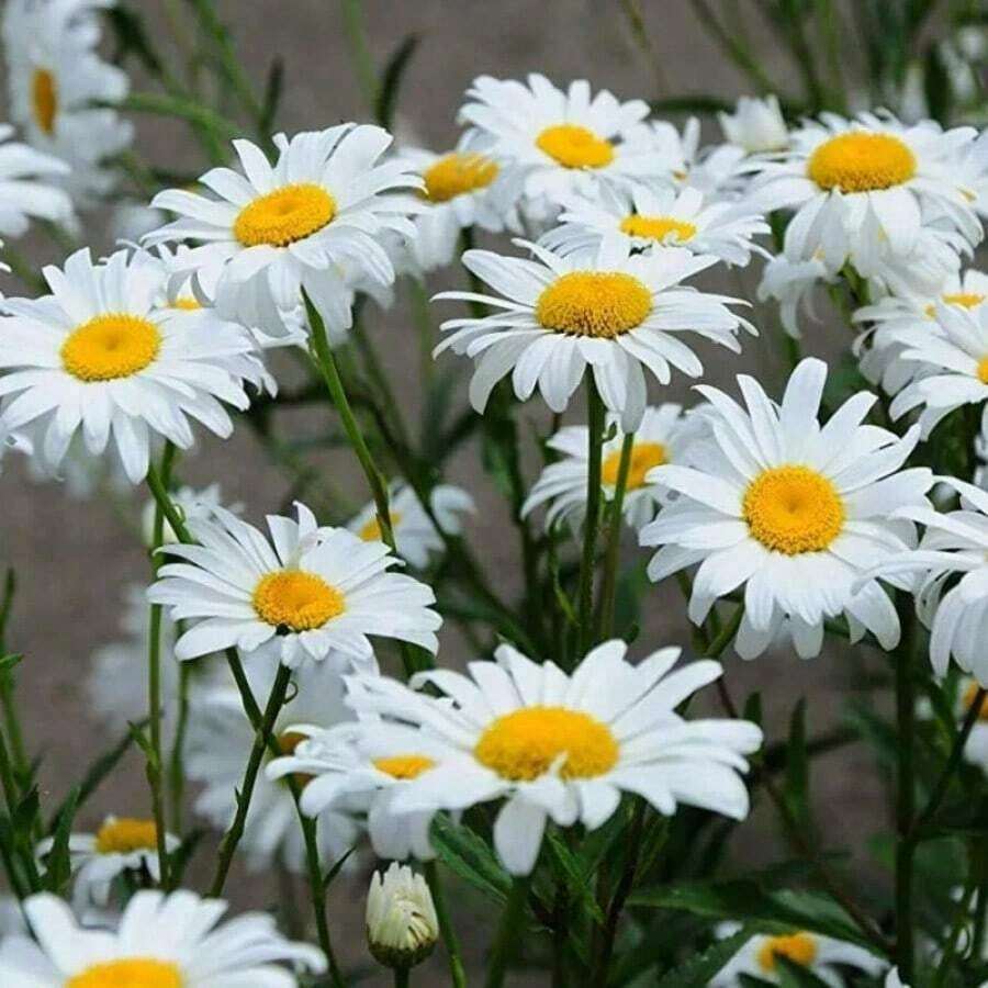 100 Pieces Seeds - 300 Pieces Seeds Random Quantity Goosebloom Wildflower Seeds For Garden Cultivation