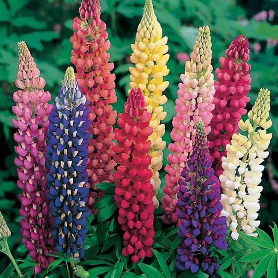 Samen Lupine Russell Variety Mix, Flores de jardín hermosas, extraídas por el Reino de las Semillas, 1000/2000 Semillas Flores para exteriores Plantas Jardinería Naturaleza