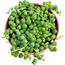 200 Pieces Of Living Succulents (4" Bead Chain), Living Succulent Plants, Fully Rooted Succulent Plants, Rare Indoor Plant For Home And Office Decoration