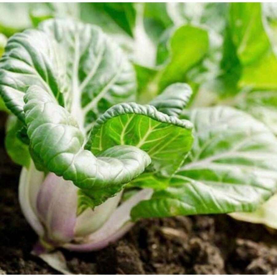 Bok Choy Baby Extra Dwarf 150 Seeds - Chinese Cabbage - Container Gardening - Fast 300 Pcs Day Harvest - 300 Seeds - View 1