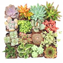 Gift 500pcs Assorted Succulents (9-50 Pcs) All Unique Types - Live Plants In 2" Potswomen's Clothing - 9-pack - View 3