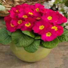 Together Gift 500 Pieces Primula Acaulis Danessa Pink Shades Garden Flower Seeds - 50 Seeds - Variant1 - View 4