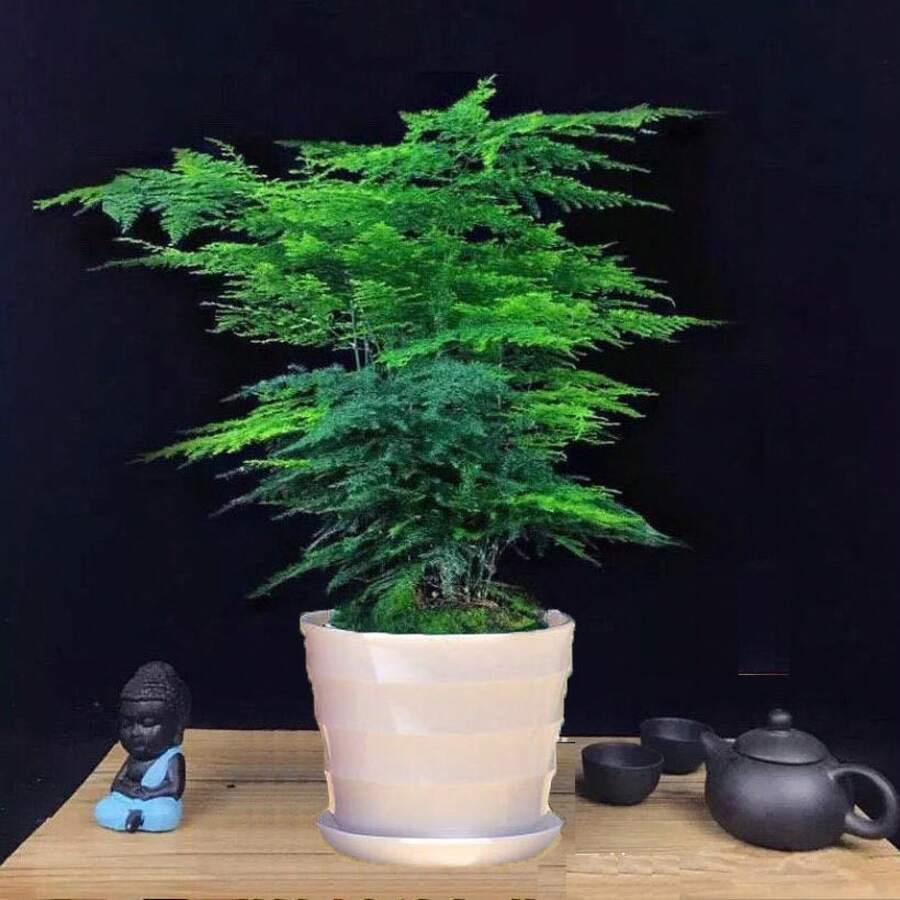 100 Pieces Asparagus Fern Seeds For Planting - 100件 - 查看 1