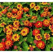 100 Pcs Mix Lantana Flower Seeds Red Yellow - 100Pcs - View 3