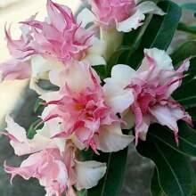 200 Pieces Double White Pink Clematis Seeds Climbing Flower Seeds Free Attract Pollinators Deer And Rabbit Resistant Cottage Pot