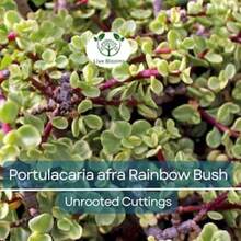 Gift Set 500 Pieces 11 Elephant Cluster Dwarf Jade Seedlings, Portulacaria Afra, Green/Red Stem, Unflavored 7-12", Succulent For Multiplication, Easy Care