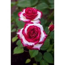 10 semillas de rosas rojas - Flores de arbusto perenne que florecen fáciles de cultivar - 50 semillas/paquete - Ver 5