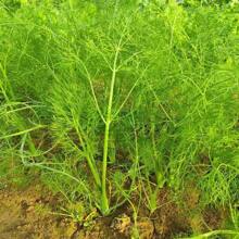 174 Pieces Of Stem Seed Fennel Seeds, Multiple Harvests In Spring And Autumn, Fennel Seeds, Easy-To-Grow Vegetable Seeds For All Seasons